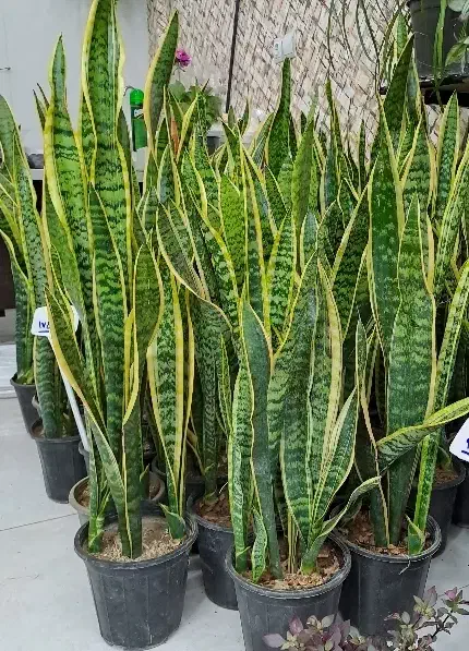 حراج گل های آپارتمانی|گل و گیاه طبیعی|اصفهان, پوریای ولی|دیوار