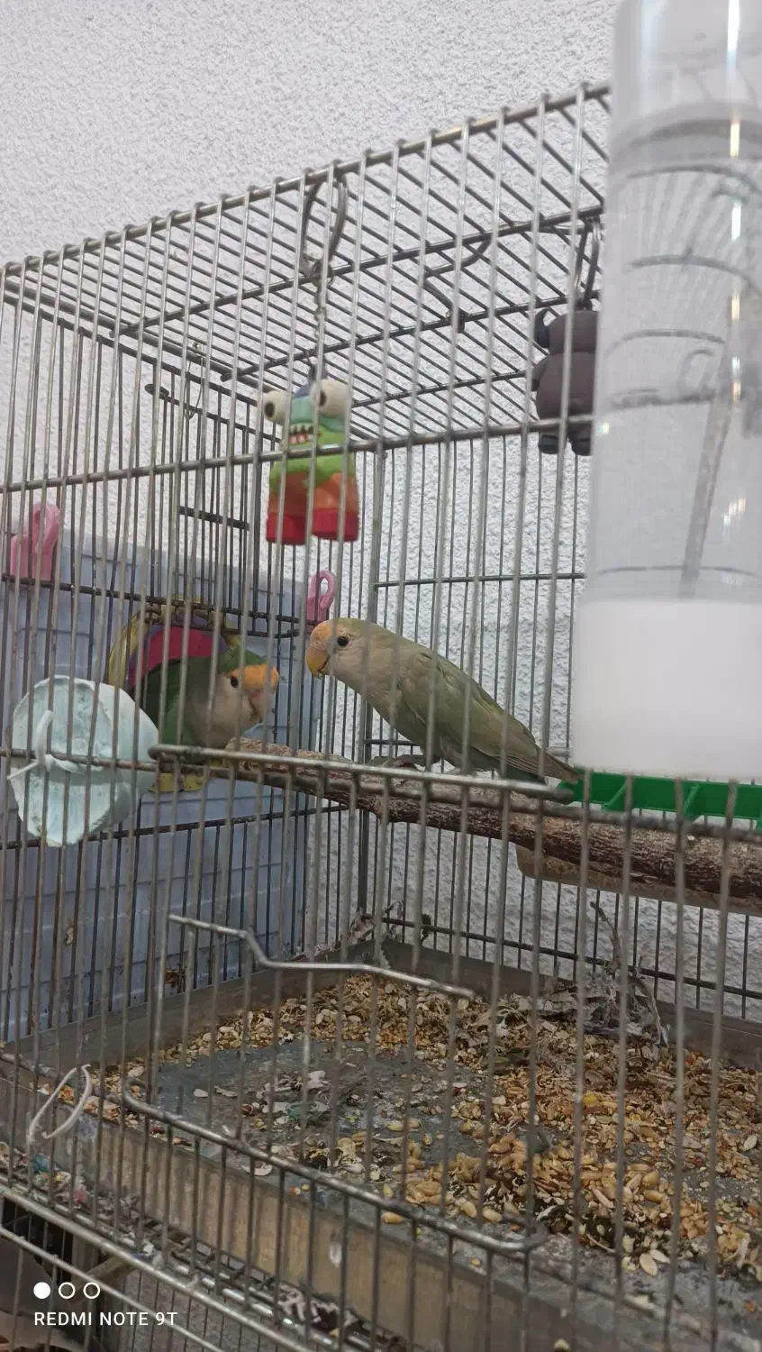 خانه پرندگان لاهیجان میدان جمهوری خیابان توحید|پرنده|لاهیجان, طالقانی|دیوار