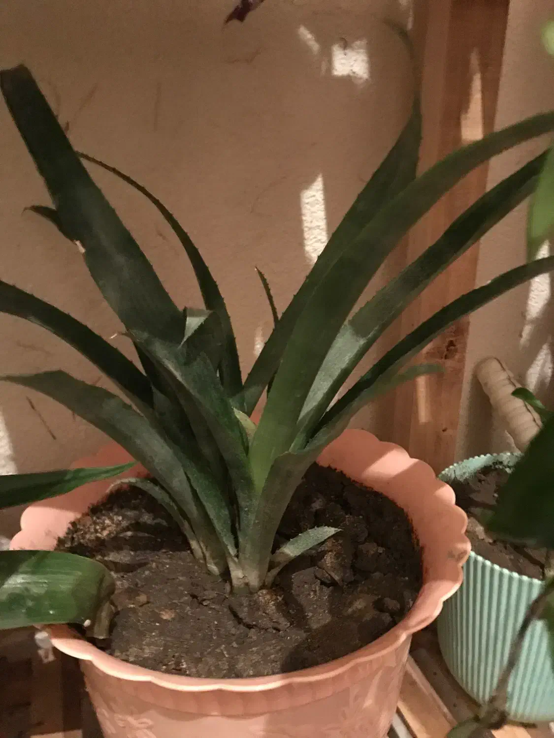 ۲۰عدد گل به همراه استند نگهدارنده|گل و گیاه طبیعی|سهند, |دیوار