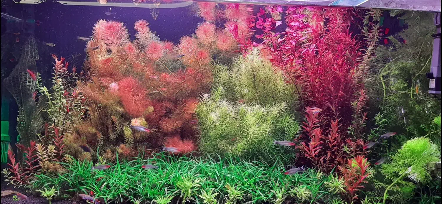 گیاه پلنت خانگی با بهترین کیفیت|ماهی|اصفهان, پروین|دیوار