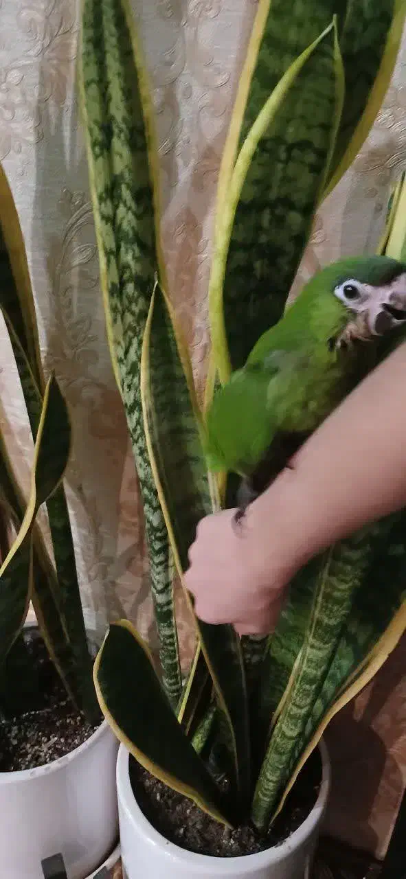 طوطی ارا هانس نرمه خور کاسکو کاکادو طوطی ارا|پرنده|تهران, جیحون|دیوار