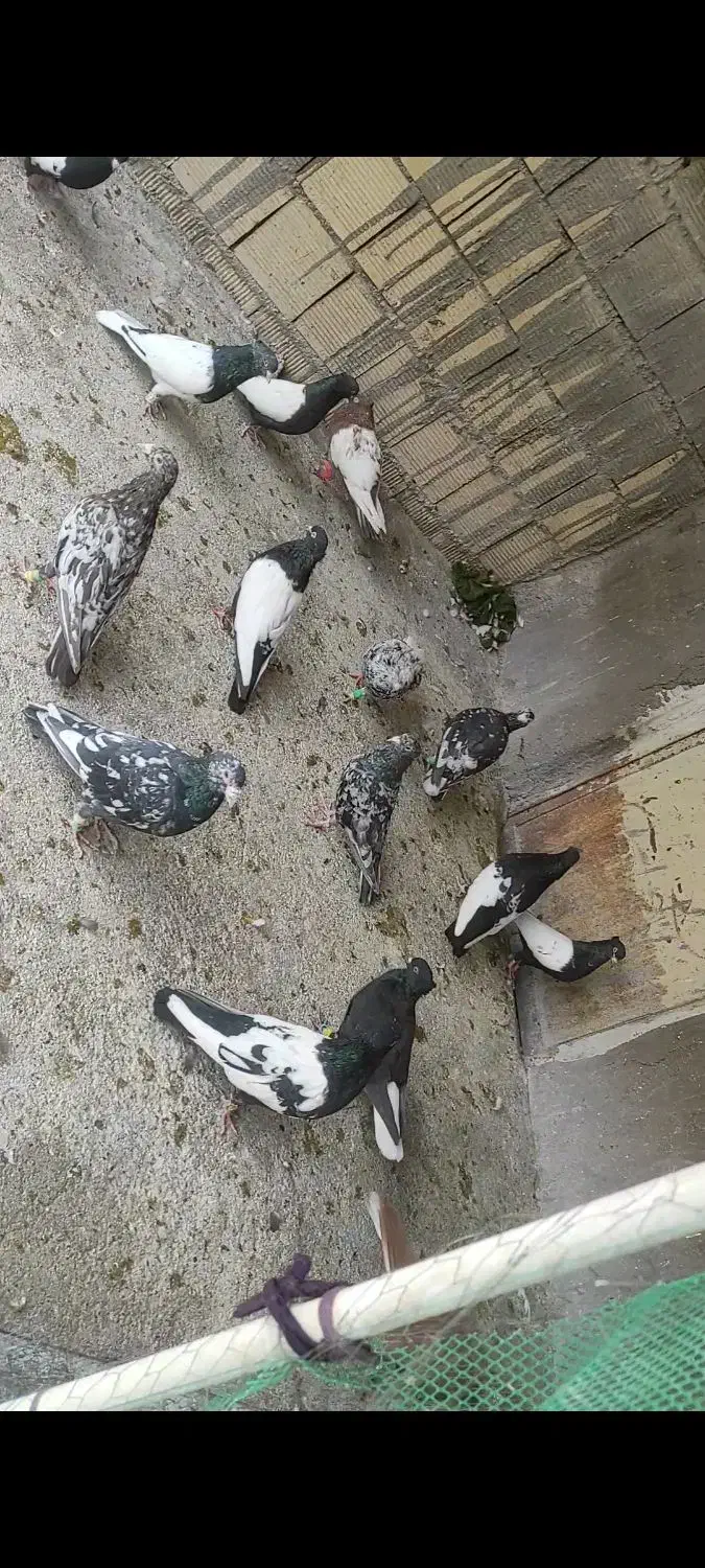 کبوتر رنگی و دورگ|پرنده|شوش, |دیوار