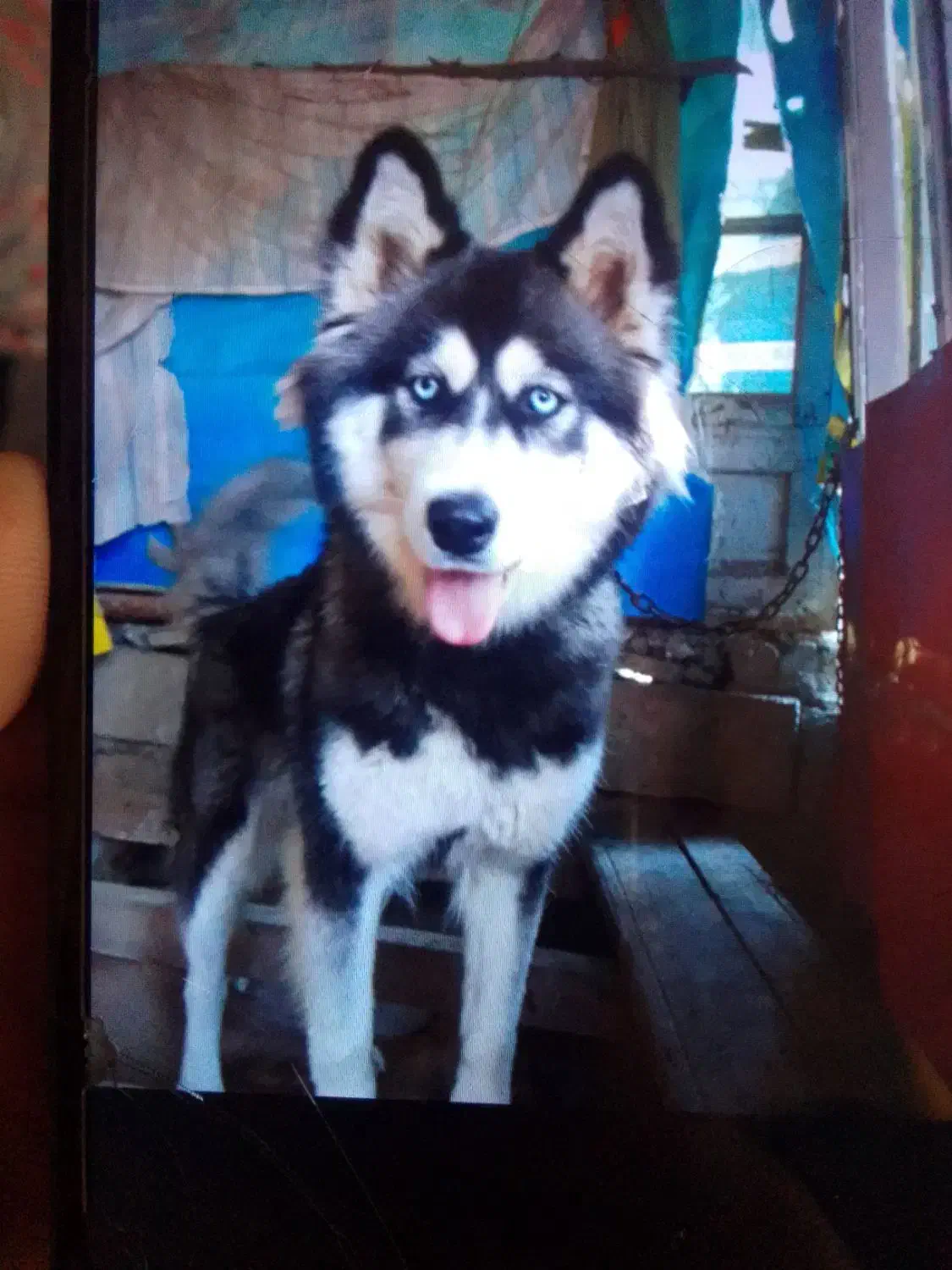 سگ هاسکی|سگ|خشکبیجار, |دیوار