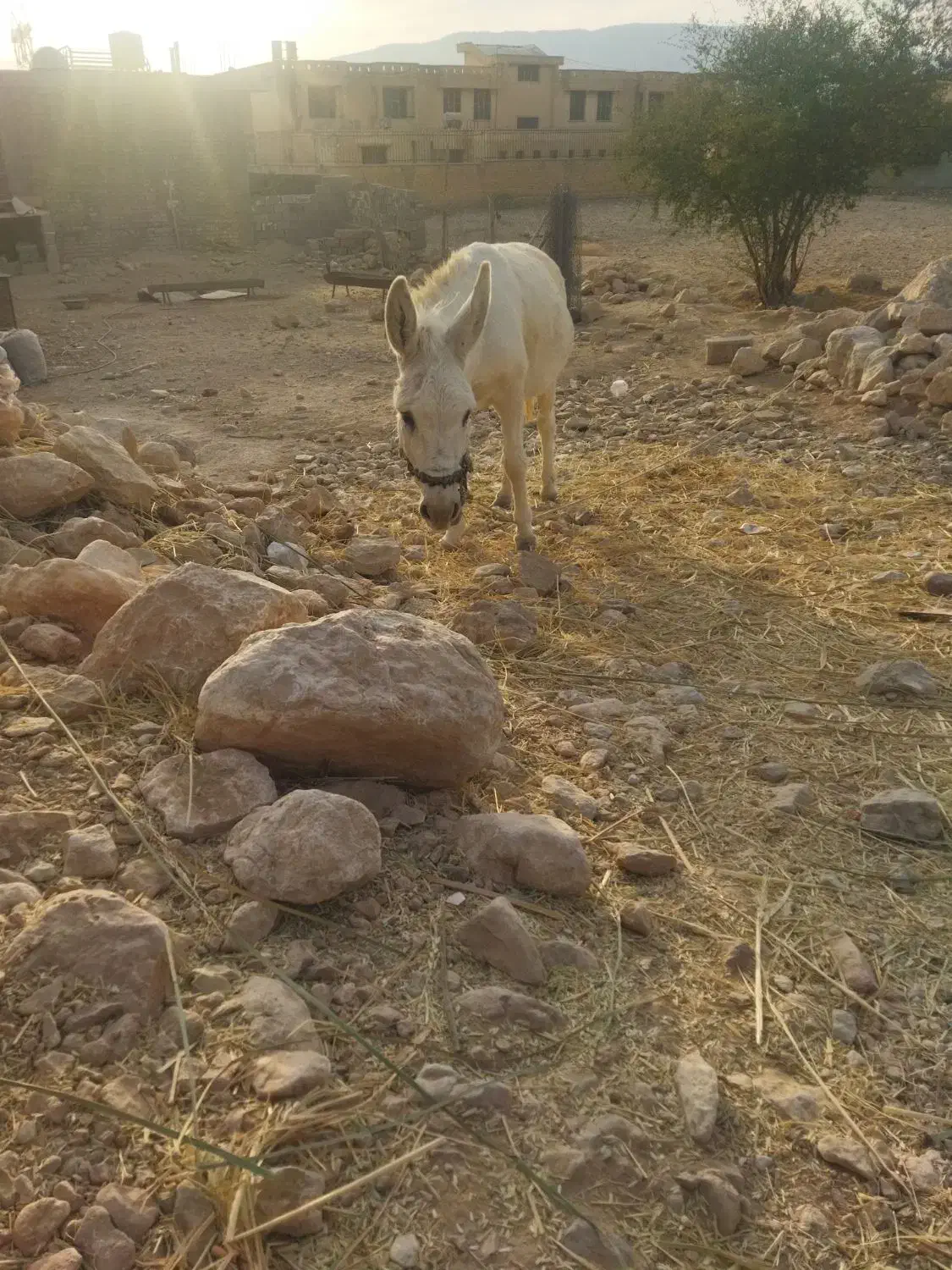 فروش الاغ اخته جوان|حیوانات مزرعه|کوه چنار, |دیوار