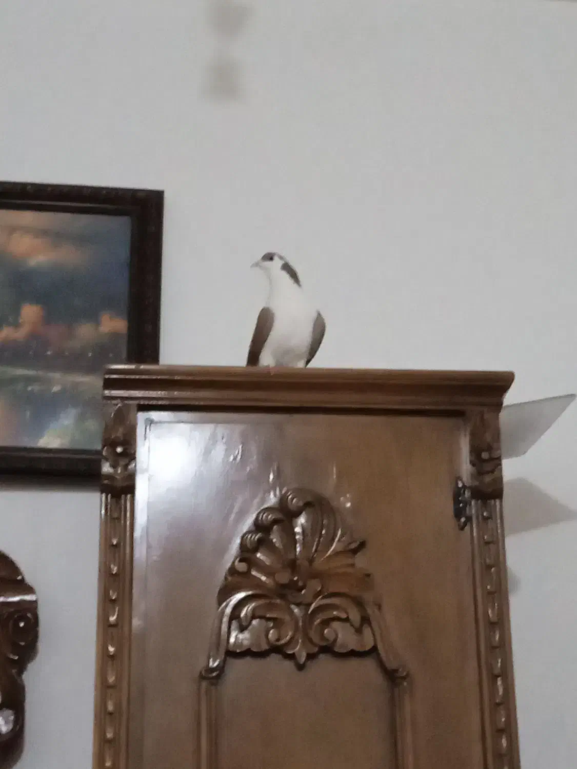 کفتر دمگیر سرخ پشت|پرنده|عسگران, |دیوار