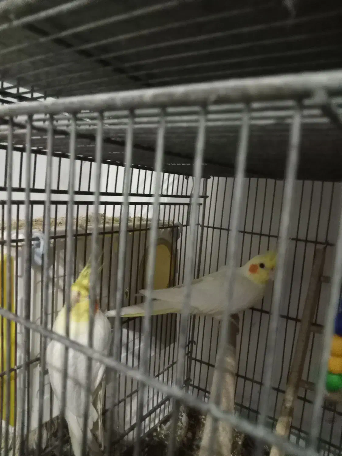 تعدادی عروس هلندی و طوطی برزیلی زیبا و آموزش دیده|پرنده|شهریار, شهرک وائین|دیوار