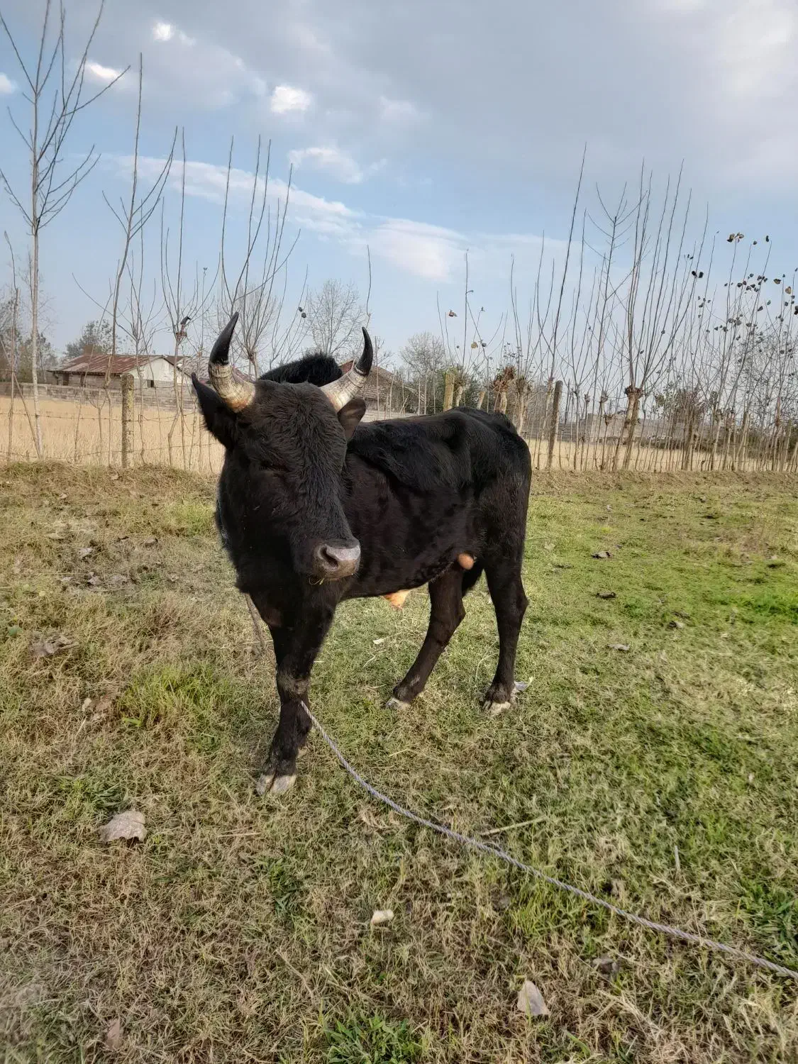 ورزا چالوسی گاو لیشه|حیوانات مزرعه|سنگر, |دیوار