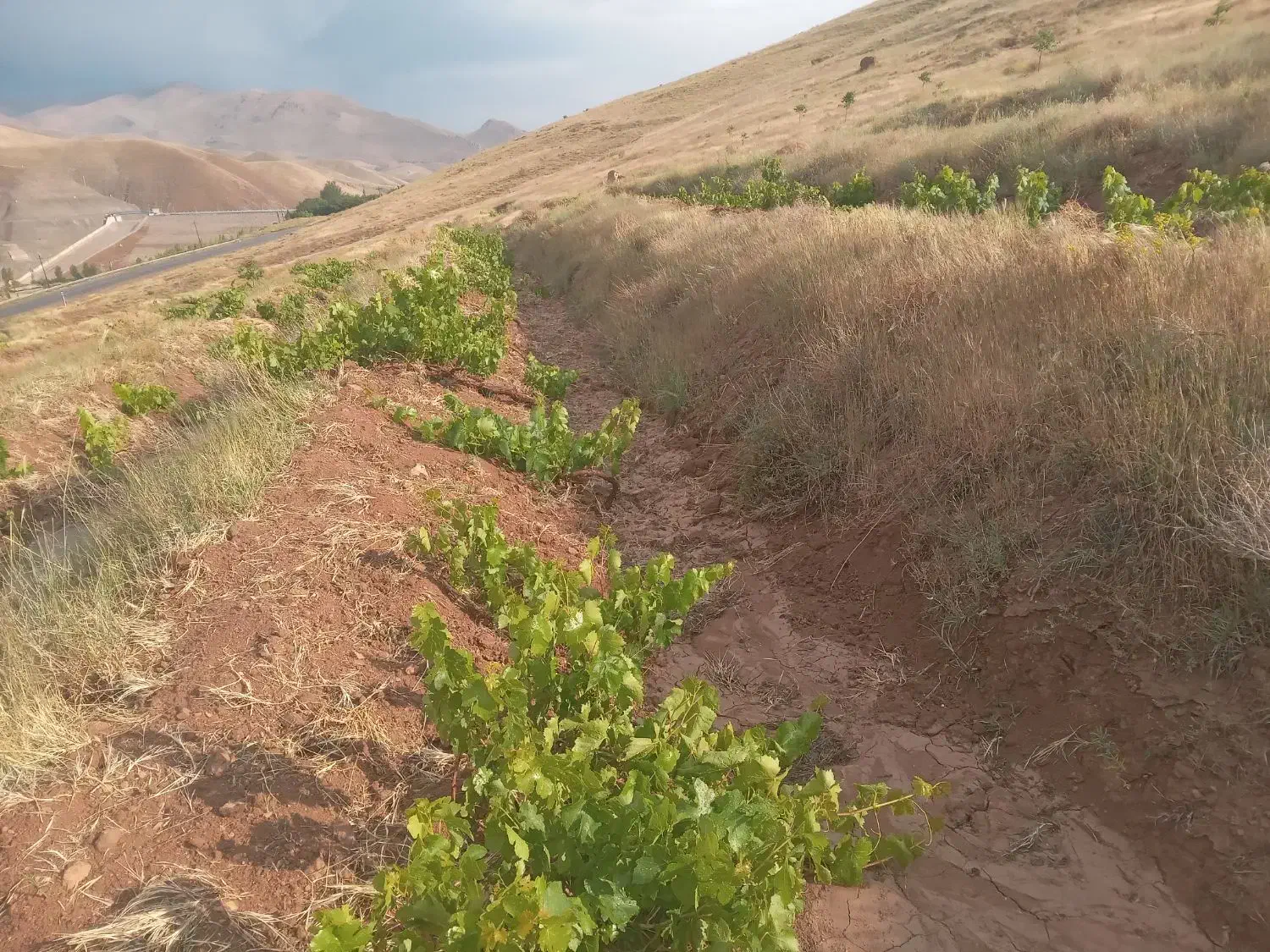 باغ انگور با حق آب ازچشمه شخصی|فروش دفتر صنعتی، کشاورزی، تجاری|ابهر, |دیوار