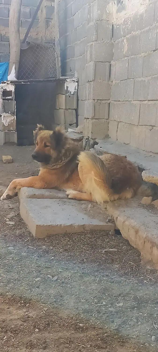 سگ نگهبان|سگ|خمین, |دیوار