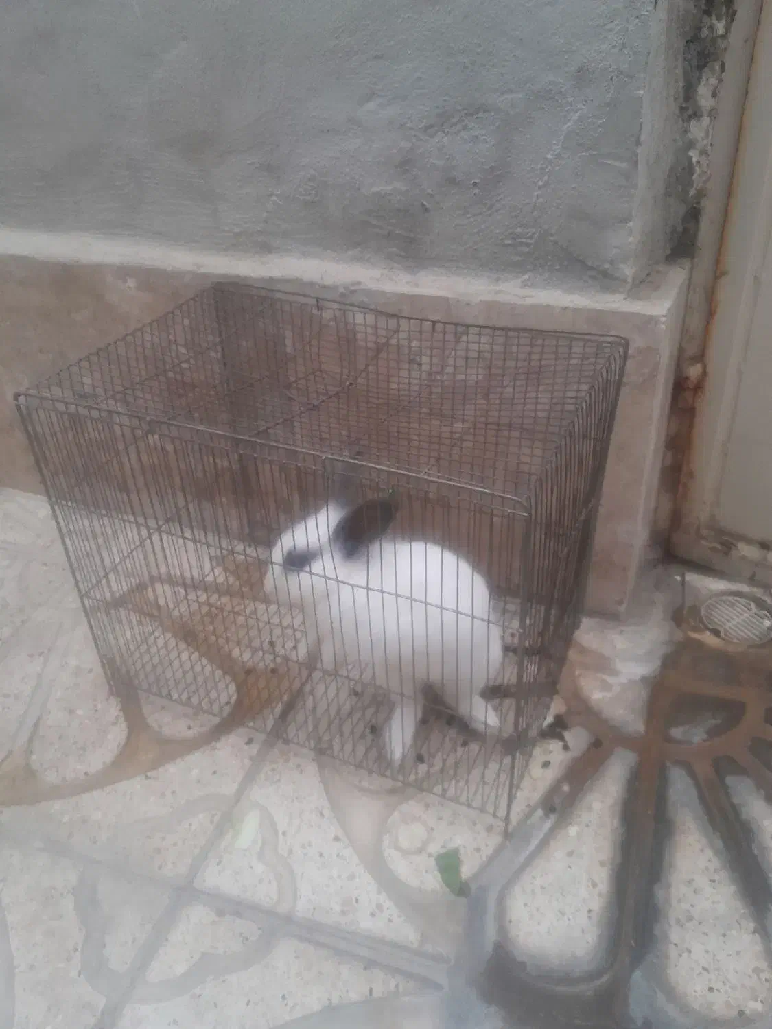 خرگوش فروشی|موش و خرگوش|اراک, |دیوار