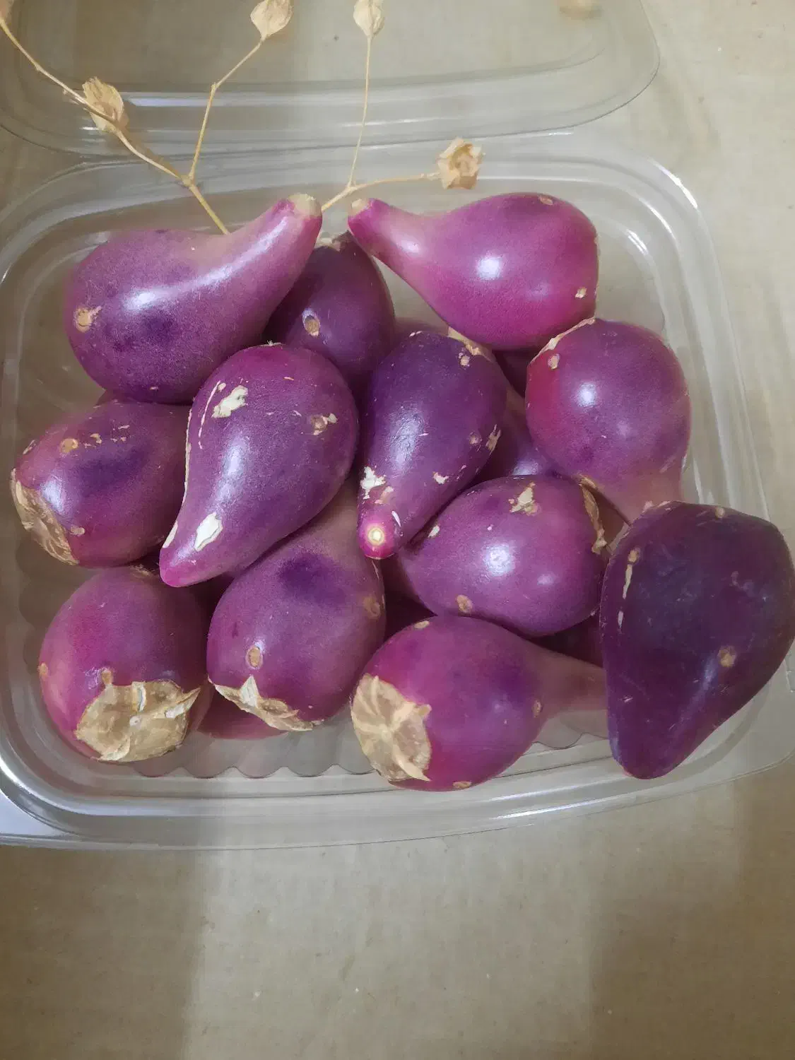 میوه کاکتوس|خوردنی و آشامیدنی|شیراز, تندگویان|دیوار