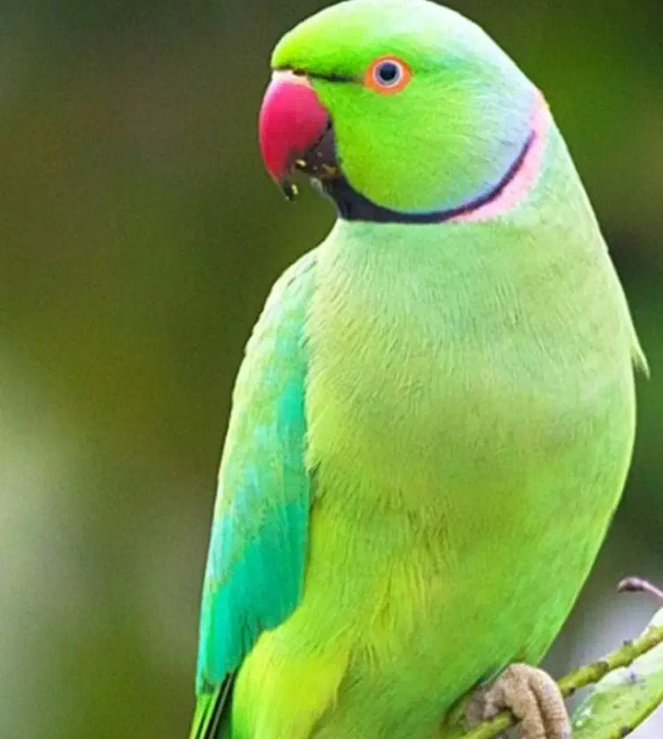 فروش انواع طوطی ملنگو و عروس هلندی|پرنده|بیرجند, |دیوار