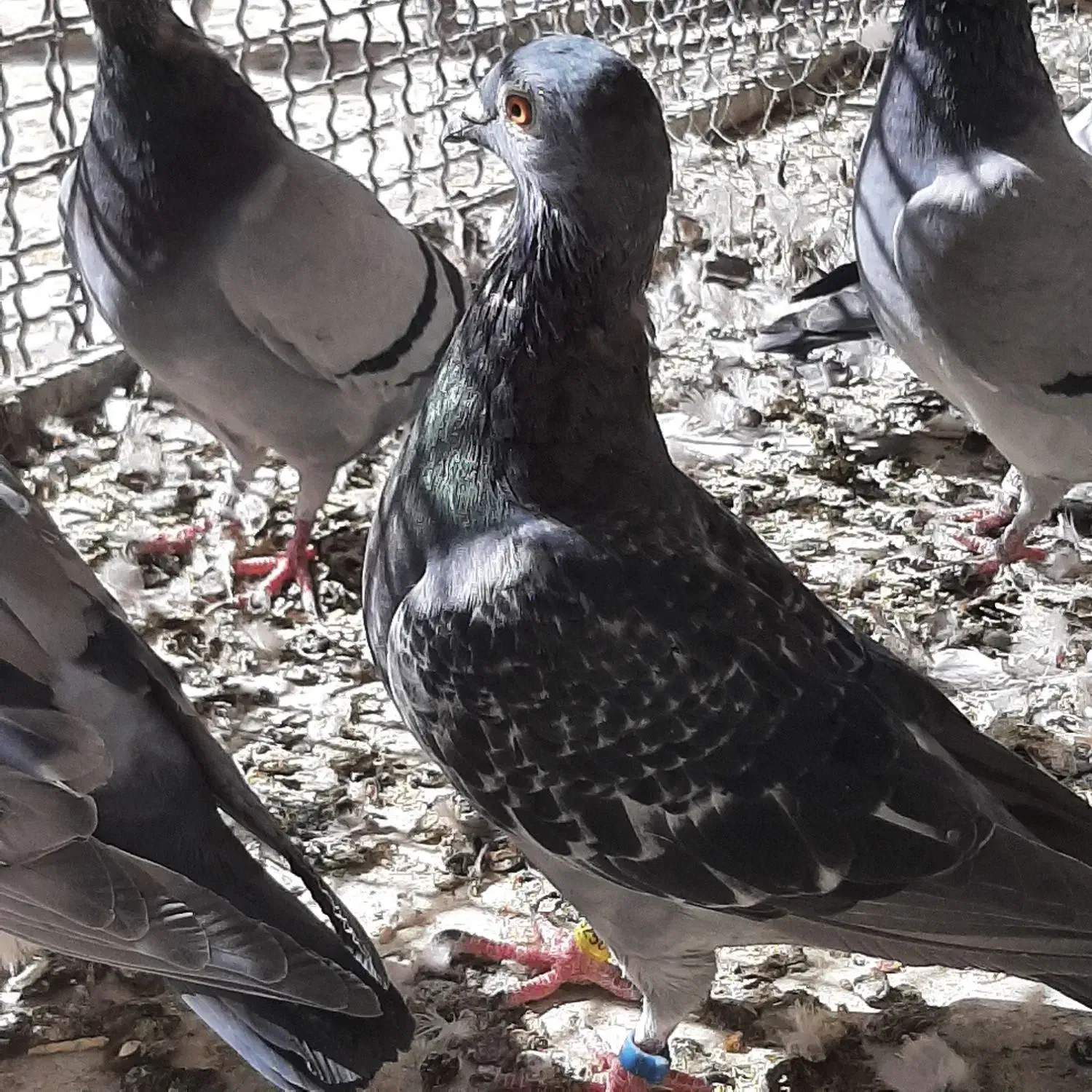 کود کبوتر بسته های ده کیلویی|گل و گیاه طبیعی|قم, بکایی|دیوار