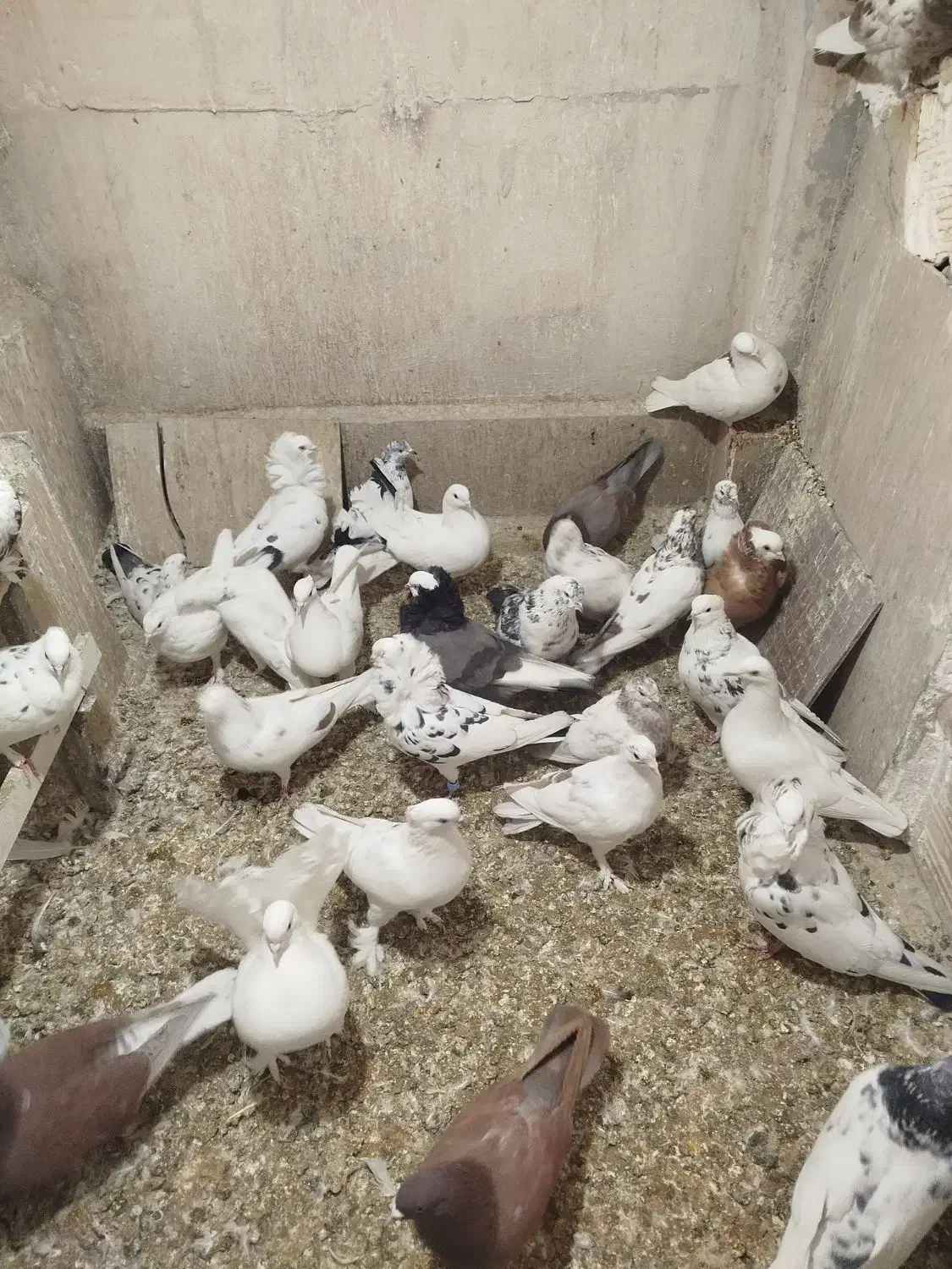 کفتر یا کبوتر پرشی|پرنده|اسلام‌شهر, شهرک امام حسین (میان آباد)|دیوار