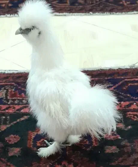 تخم مرغ ابریشمی|حیوانات مزرعه|بهارستان, |دیوار