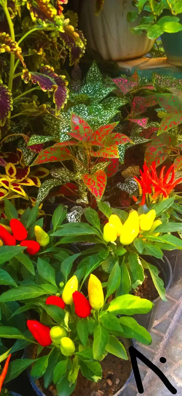 گل کلکسیون وسالنی|کلکسیون و سرگرمی|بروجرد, |دیوار