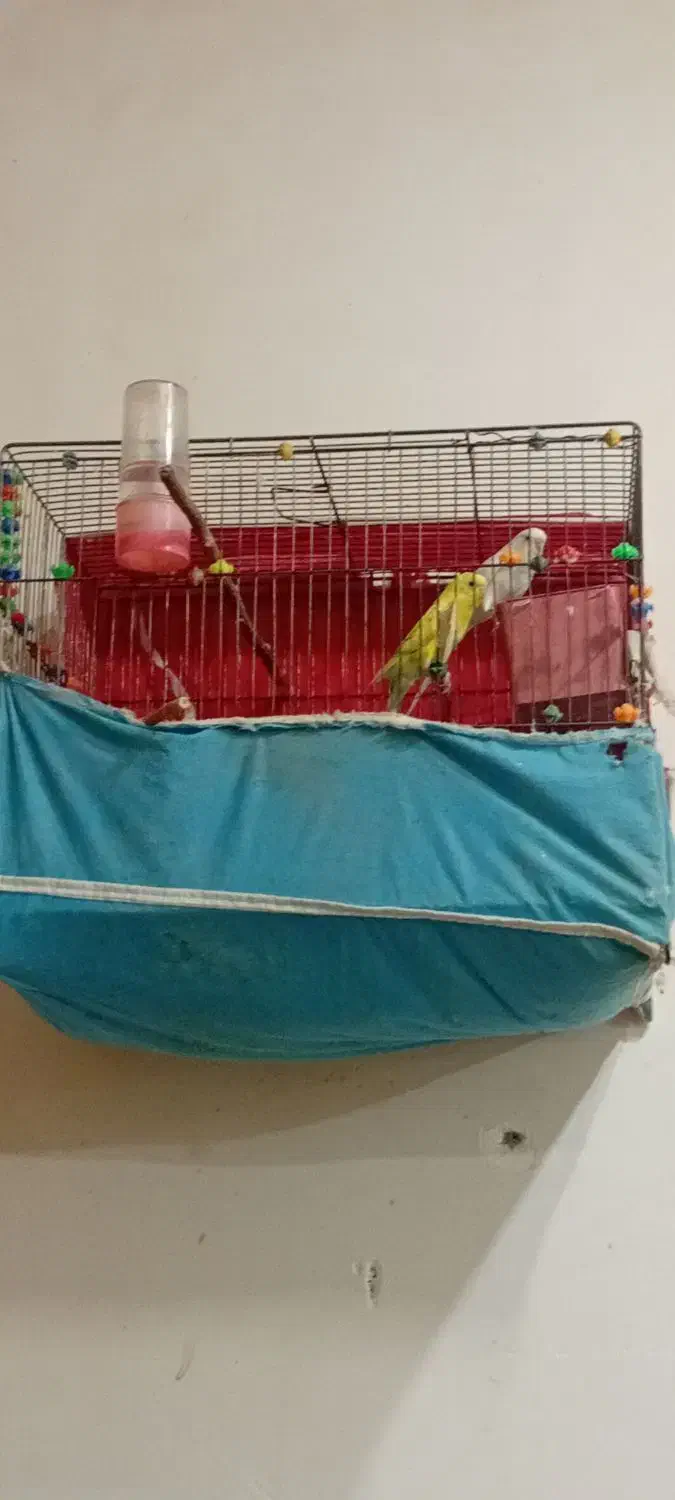 مرغ عشق|پرنده|فارسان, |دیوار