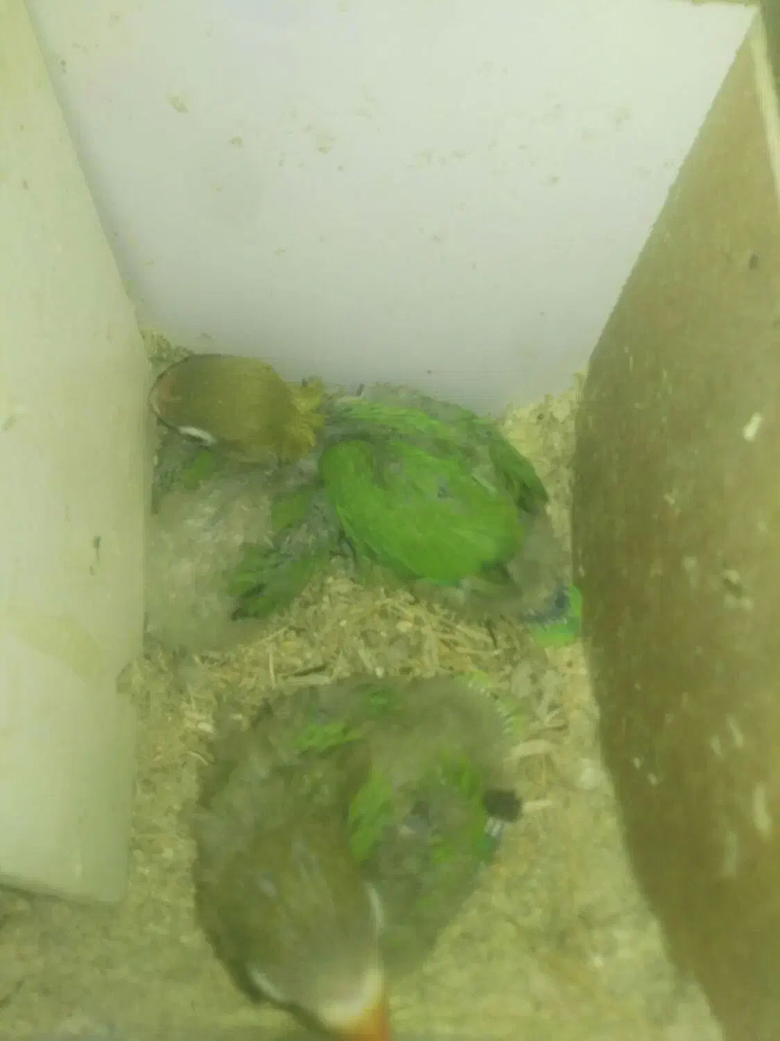 جوجه کوتوله|پرنده|زابل, |دیوار