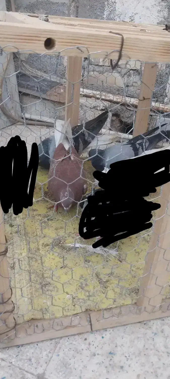 کبوتر|پرنده|خرمشهر, |دیوار