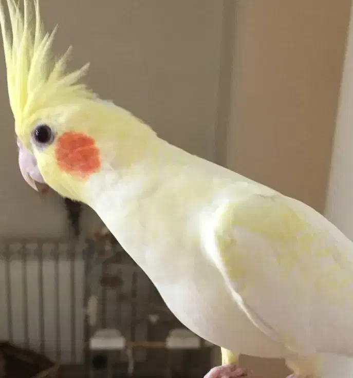 عروس هلندی گمشده|حیوانات|شهرکرد, |دیوار