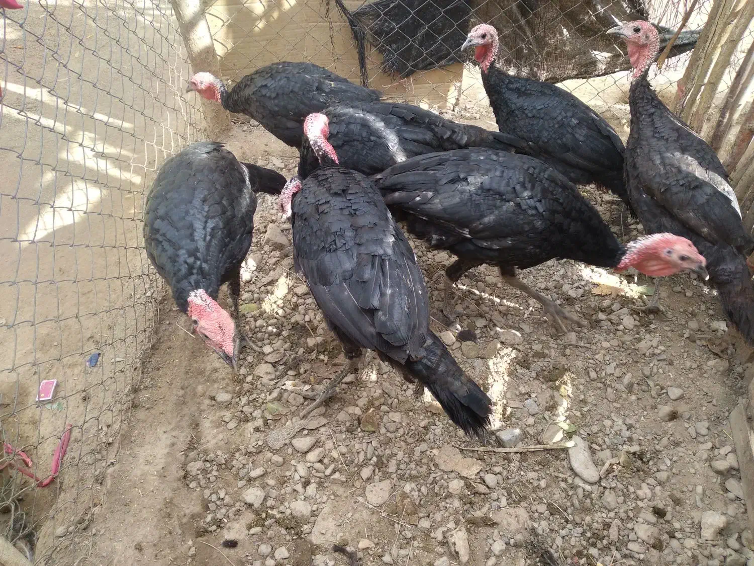 بوقلمون|حیوانات مزرعه|بکتاش, |دیوار