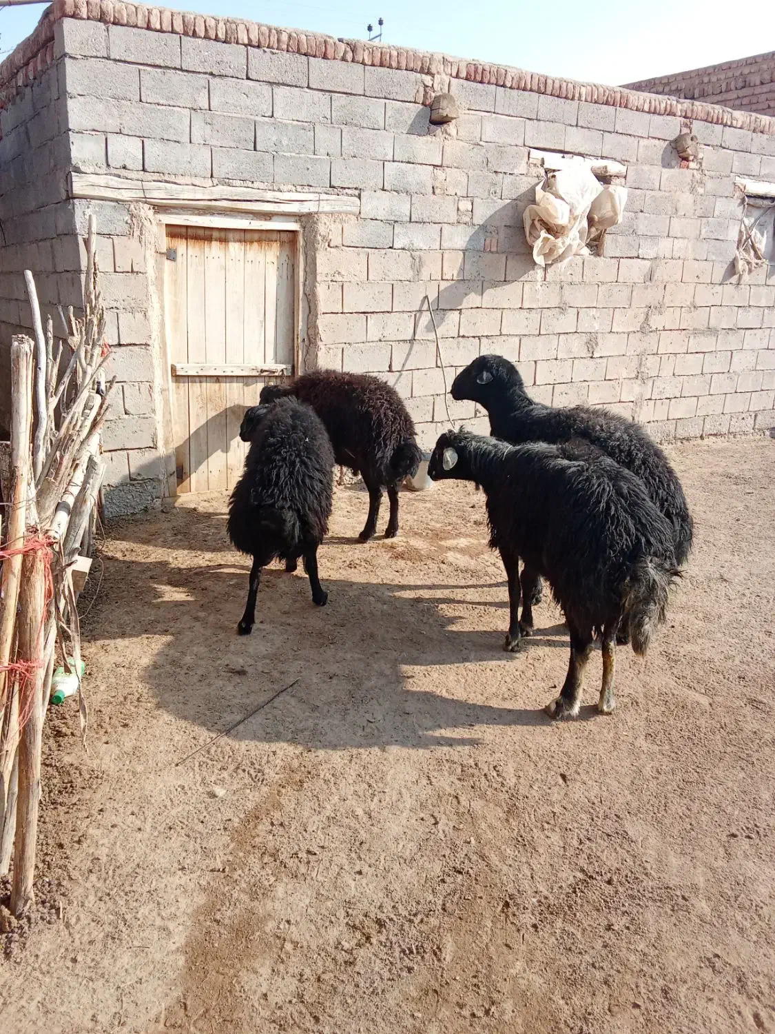 فروش قوچ سیاه|حیوانات مزرعه|چهاربرج, |دیوار