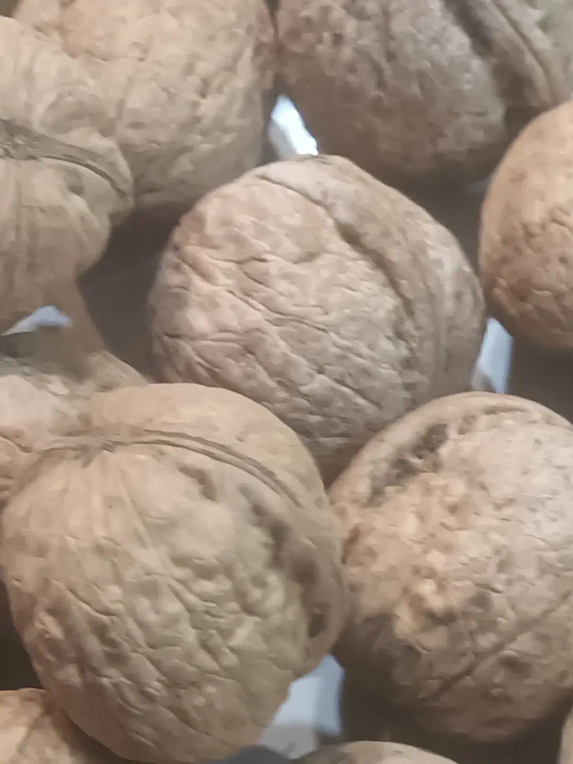 گردوی فرد اعلا تویسر کان|عمده‌فروشی|رشت, آب و برق|دیوار