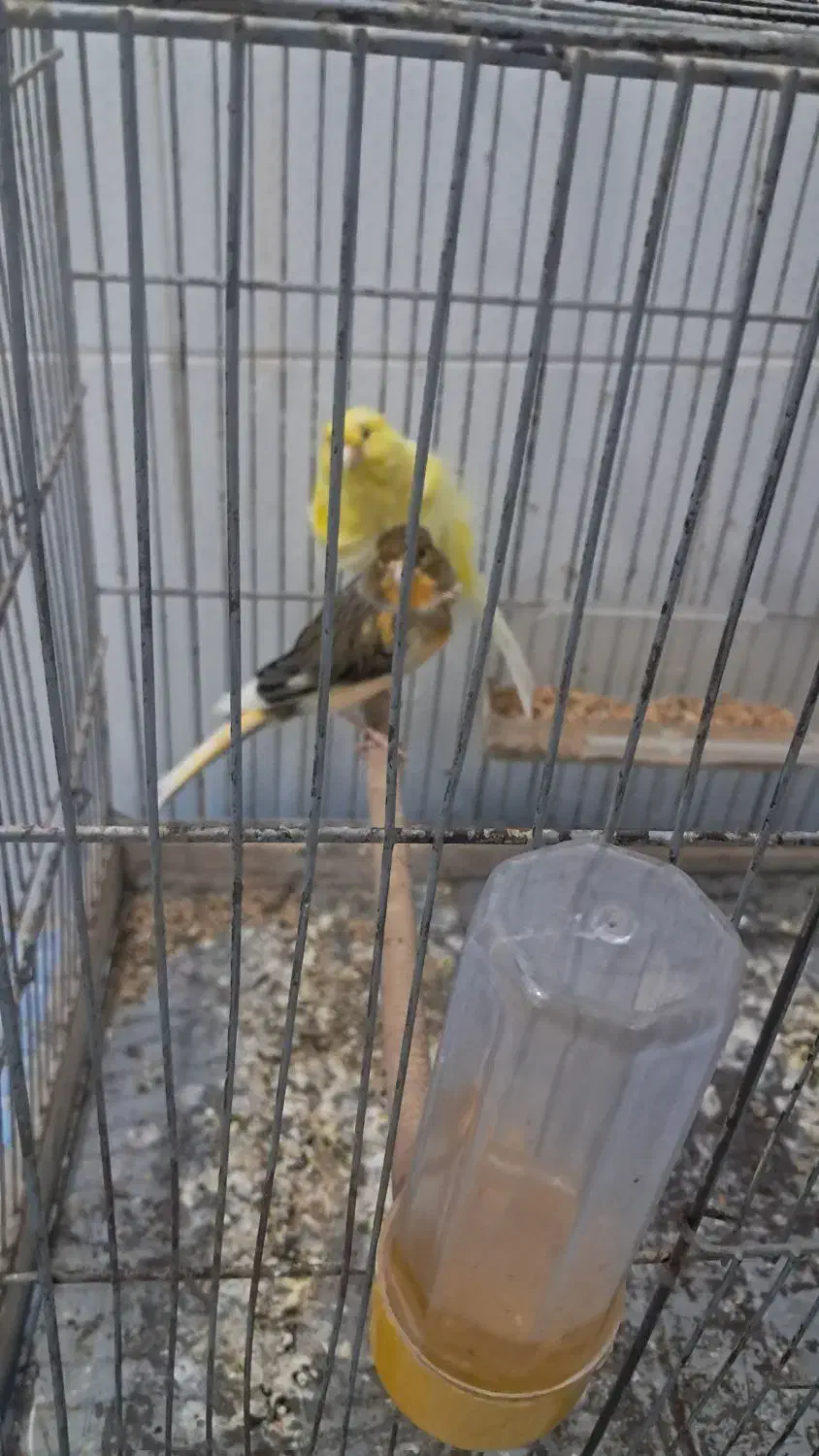 قناری.فر.|پرنده|تربتحیدریه, قائم|دیوار