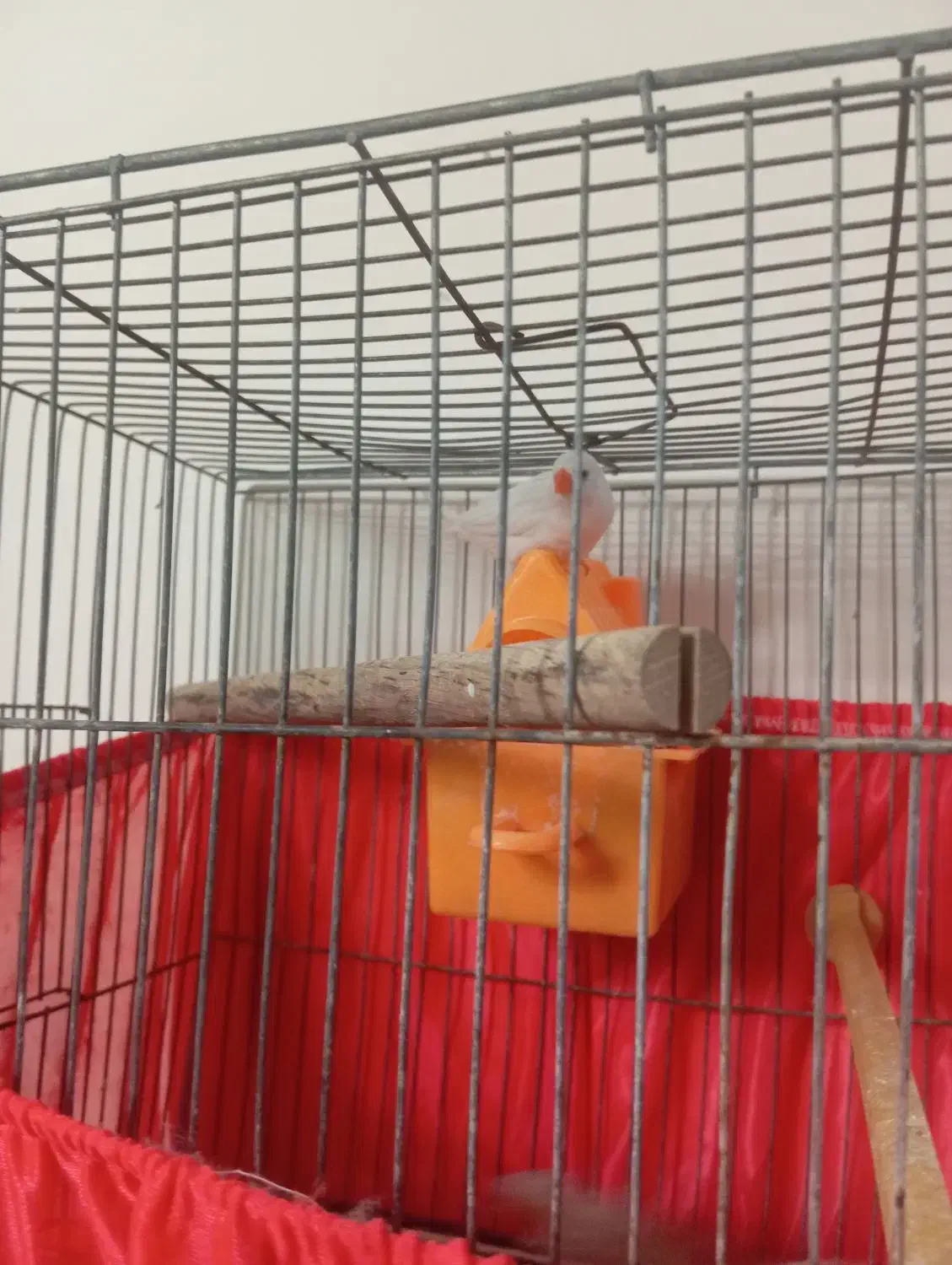 فنچ|پرنده|ری, ظهیرآباد|دیوار