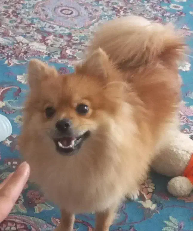 سگ پامر|سگ|رشت, حومه رشت|دیوار