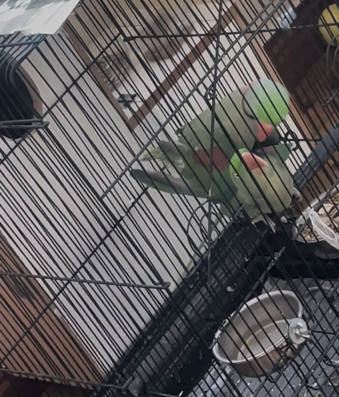 شاه طوطی|پرنده|تبریز, |دیوار