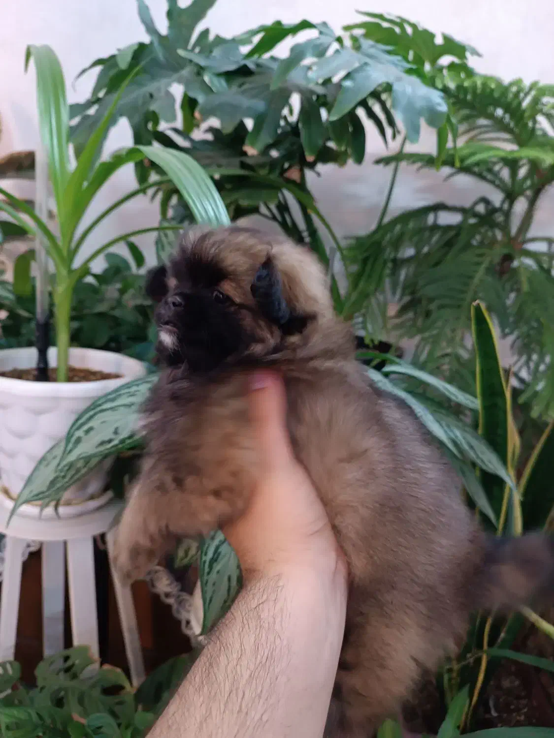 پامرانین|سگ|مشهد, کوی دروی|دیوار