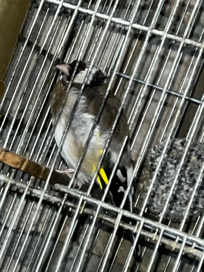 سهره جوجه کشی قفس|پرنده|اسلام‌شهر, چیچکلو|دیوار