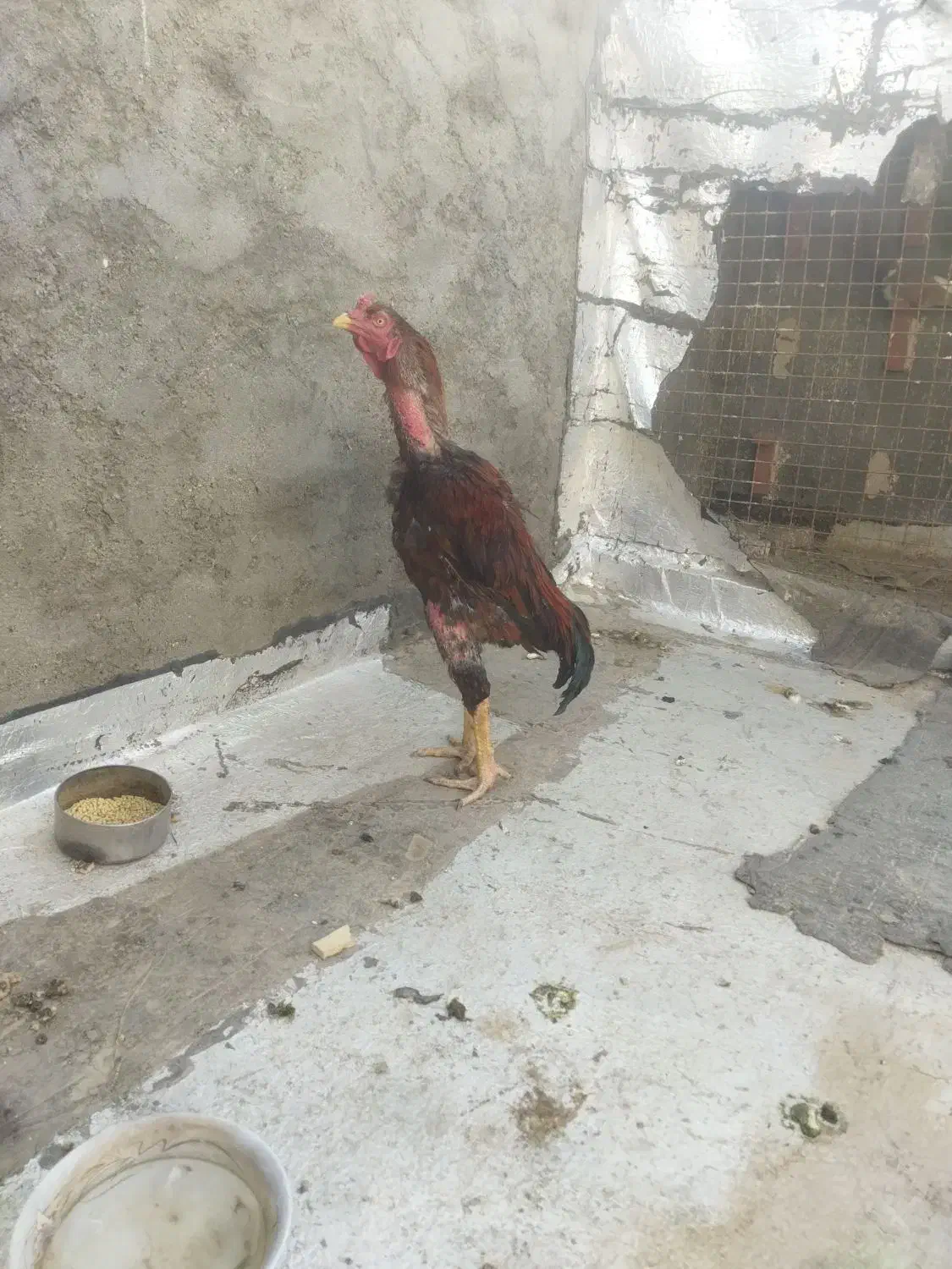 خوروس لاری اصل افغان|حیوانات مزرعه|تربت‌حیدریه, ده پائین|دیوار