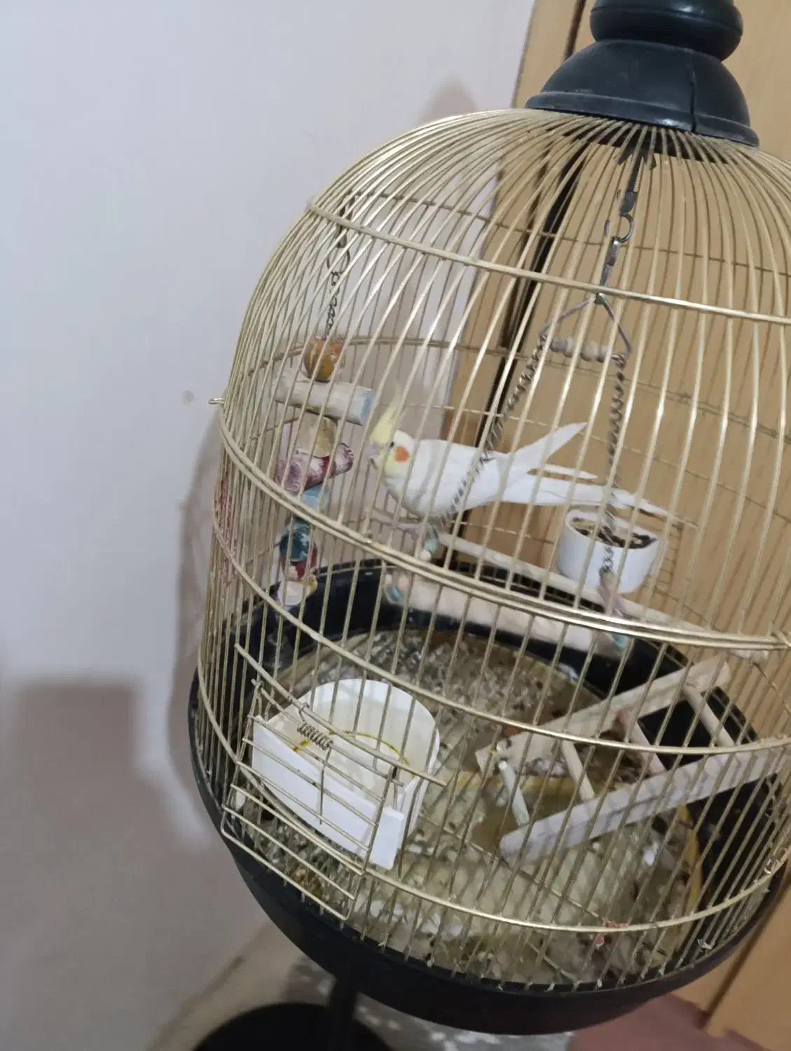 عروس هلندی لوتینو سخنگو با قفس|پرنده|سقز, |دیوار