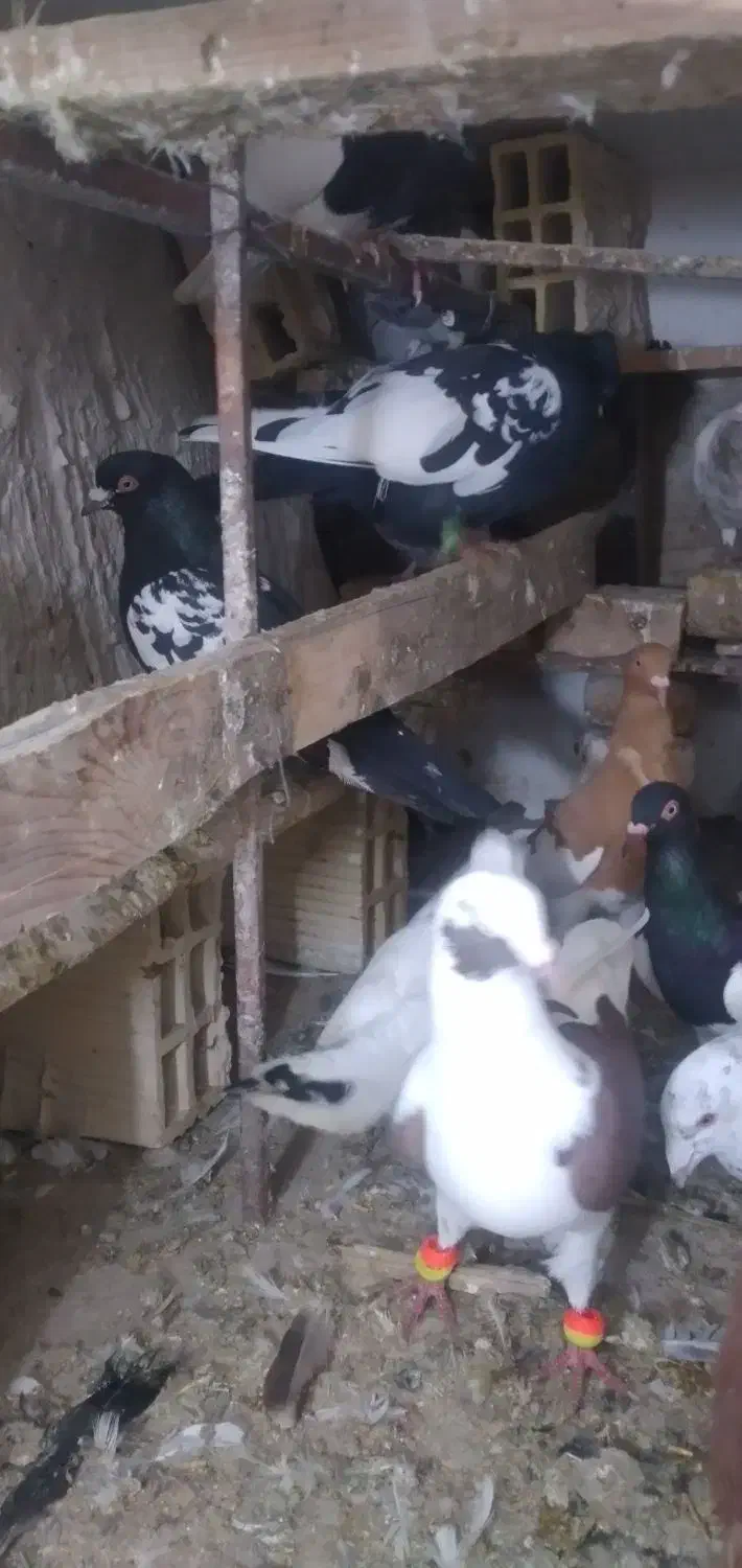 قیمت ۲۰۰۰۰۰|حیوانات|آبادان, |دیوار