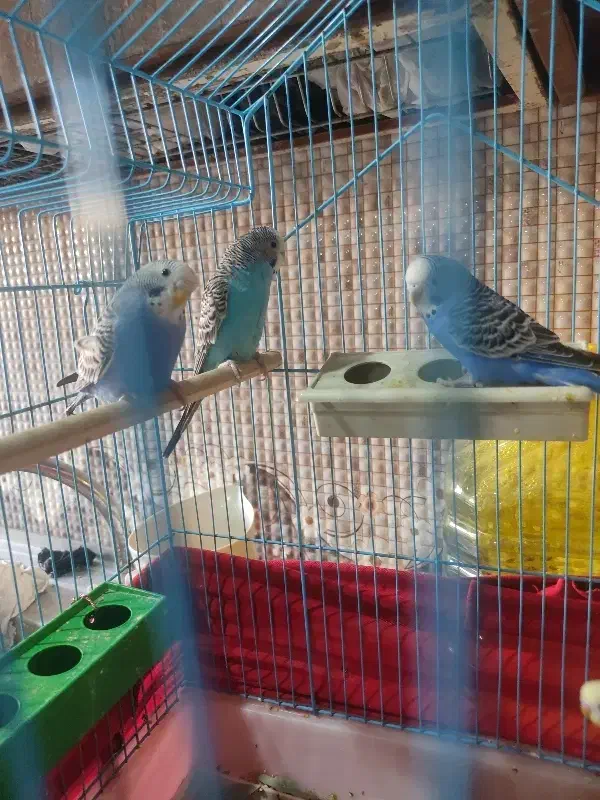 فروش ۳ جفت مرغ عشق نروماده مست مست شرط تخم|پرنده|بندر ماهشهر, |دیوار