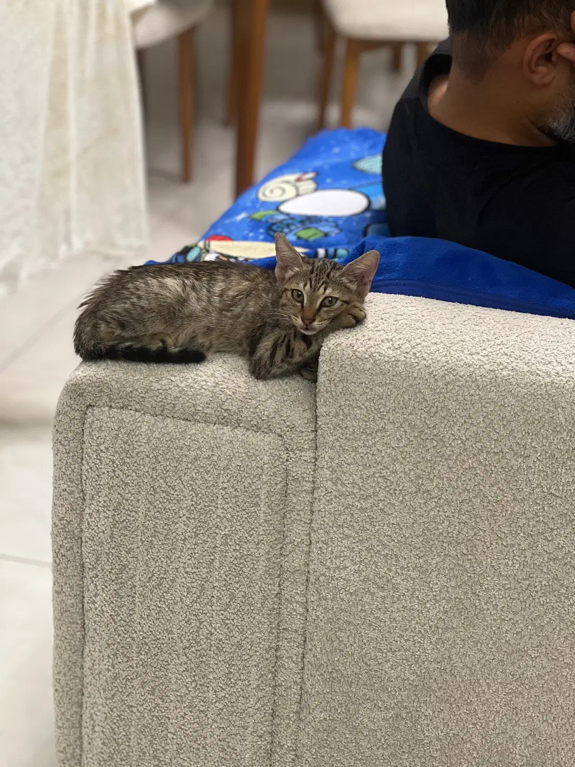 گربه (۲ ماهه)|گربه|رشت, کوی قدس|دیوار