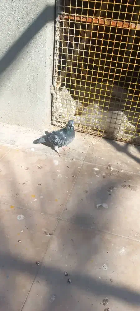 کفتر|پرنده|بم, |دیوار