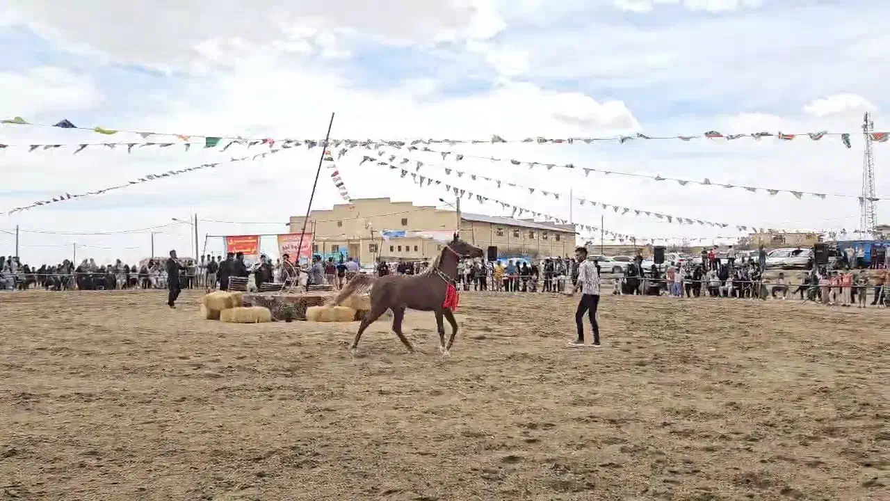 کره مادیون یکسرعرب|اسب و تجهیزات اسب‌سواری|یزد, |دیوار