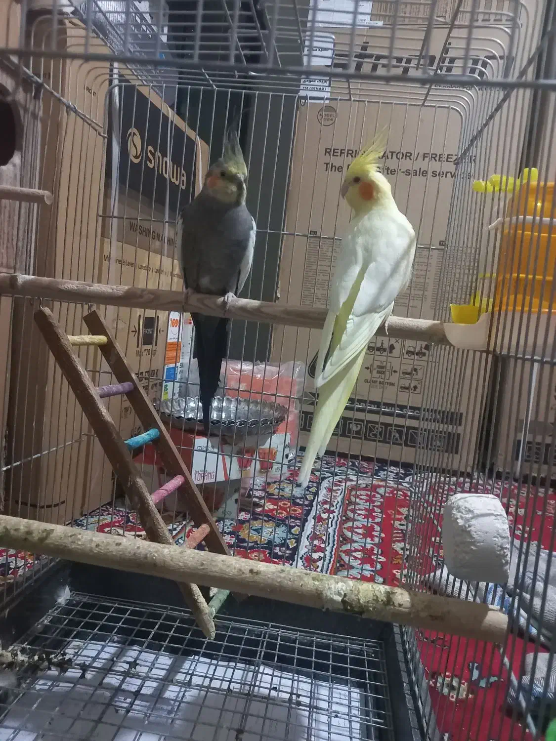 یک جفت عروس هلندی مولد بفروش می رسد|پرنده|نورآباد, |دیوار