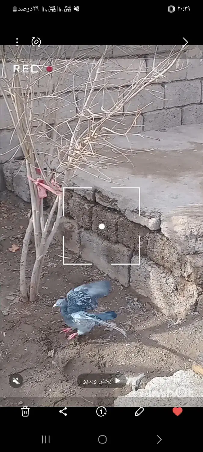 معاوضه|پرنده|تربت جام, جامرود|دیوار