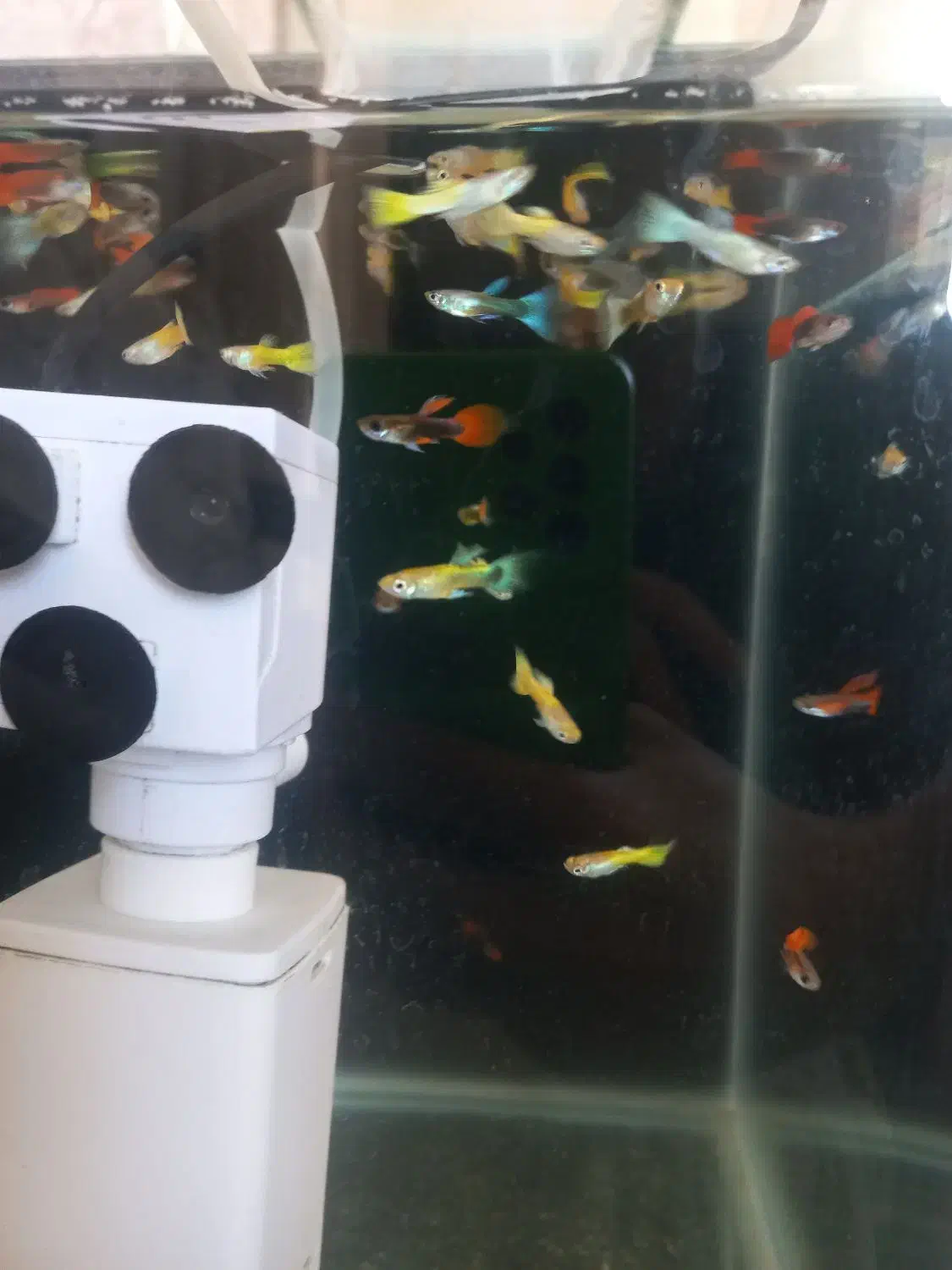 ماهی گوپی|ماهی|اصفهان, ملکشهر|دیوار