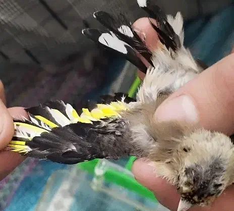 جوجه سهره نر|پرنده|ملایر, |دیوار