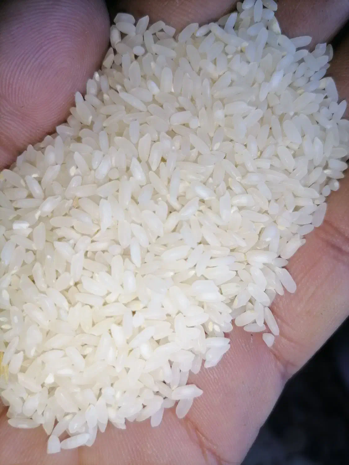 برنج چمپای میداود|خوردنی و آشامیدنی|اهواز, منبع اب|دیوار