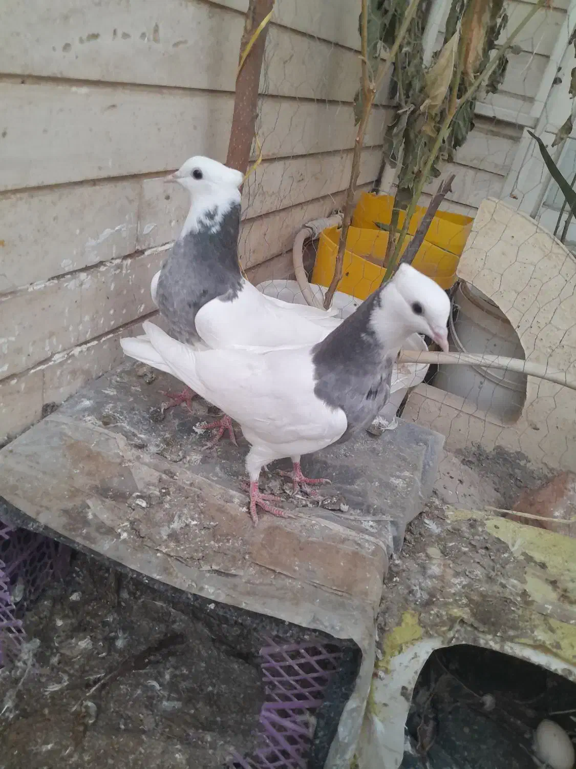 4 عدد پرنده|پرنده|اردبیل, |دیوار