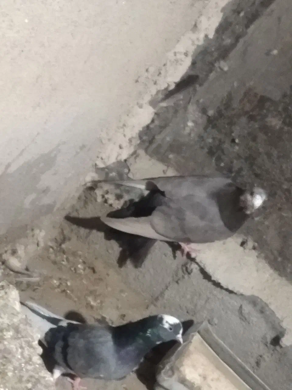 کبوتر دورگ مگسی|پرنده|ایرانشهر, |دیوار