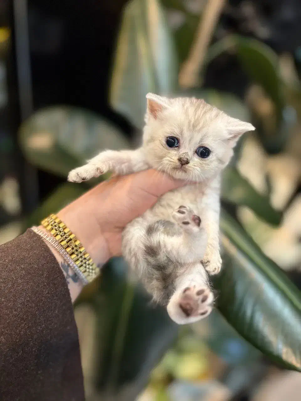 بچه گربه های دلربا در شیراز|گربه|شیراز, سینما سعدی|دیوار