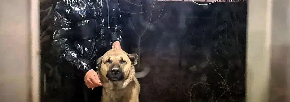 واگذاری سرابی|سگ|صوفیان, |دیوار