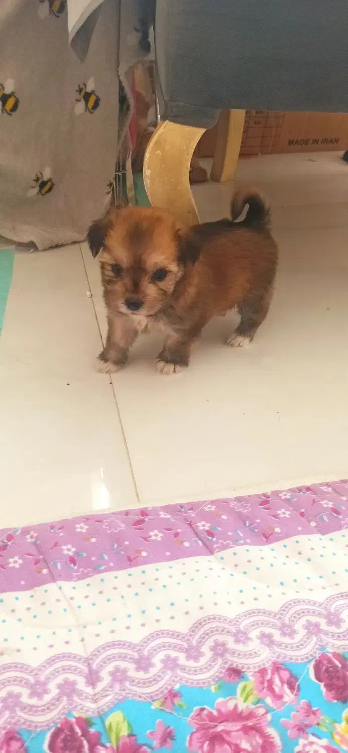 عروسکی هاپویی ناناز|سگ|مشهد, الهیه|دیوار